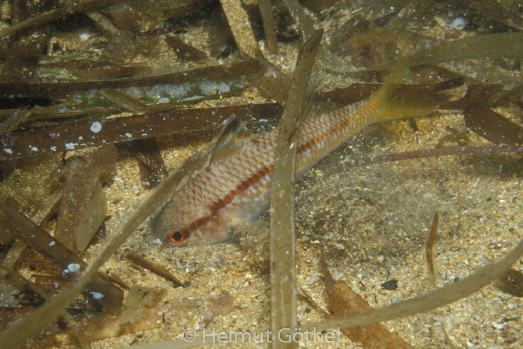 Mullus surmuletus, Gestreifte Meerbarbe, 02, MiIb08-87.jpg
