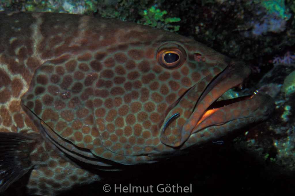 Mycteroperca tigris, Tiger-Zackenbarsch, Gobiosoma oceanops, Neon-Putzergrundel, 009, KarRoaBeDe_2001-07, Ausschn.jpg