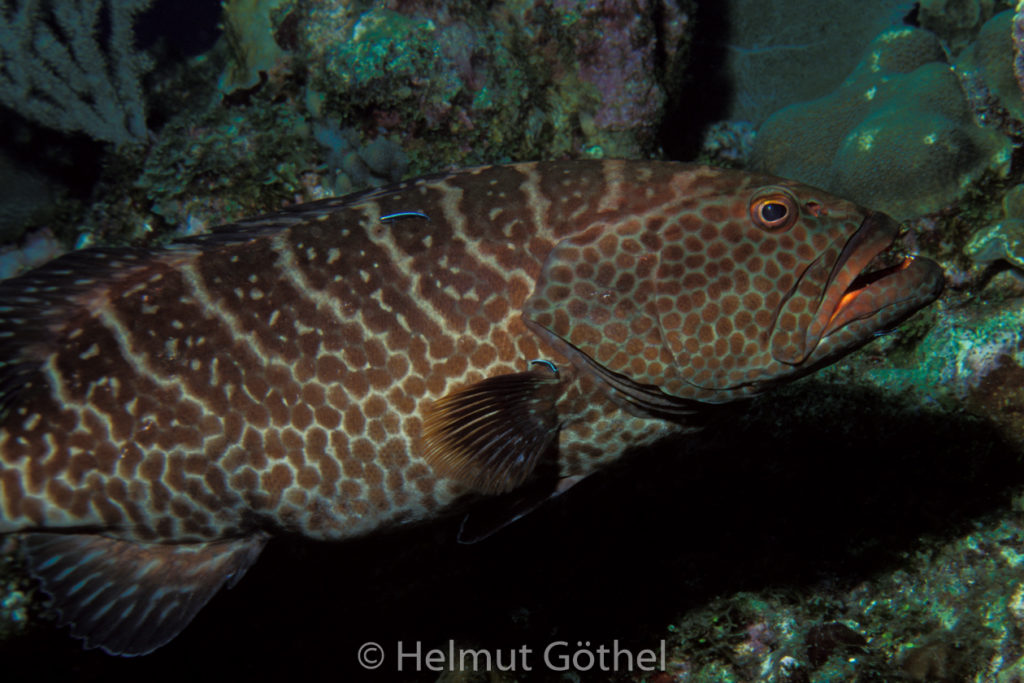 Mycteroperca tigris, Tiger-Zackenbarsch, Gobiosoma oceanops, Neon-Putzergrundel, 013, KarRoaBeDe_2001-07.jpg