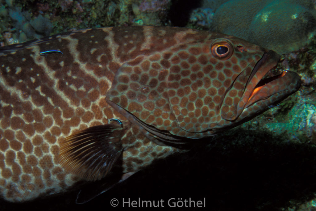 Mycteroperca tigris, Tiger-Zackenbarsch, Gobiosoma oceanops, Neon-Putzergrundel, 013, KarRoaBeDe_2001-07, Ausschn.jpg