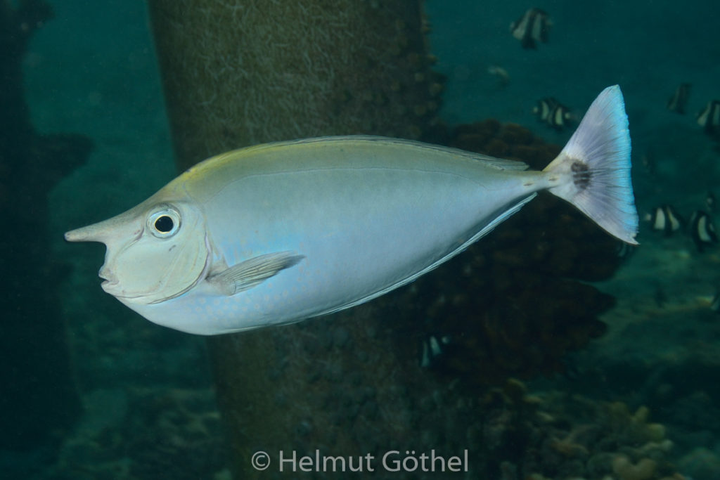 Naso brevirostris, Langnasen-Doktorfisch, Schärpen-Nashorndoktorfisch, MalEmbHaRiJeSn_2015-09-16, DSC_8488.jpg