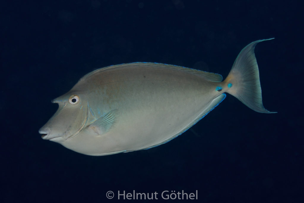 Naso unicornis, Blauklingen-Nashorndoktorfisch, MalEmbHaRisüaSn, Dämmerung_2015-09-24, DSC_9609.jpg