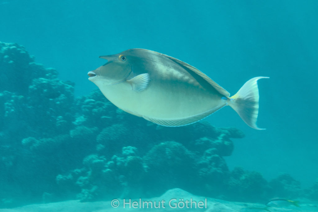 Naso Unicornis, Blauklingen-Nashorndoktorfisch, RMUBHaRisü_2012-08-17, DSC_0449.jpg