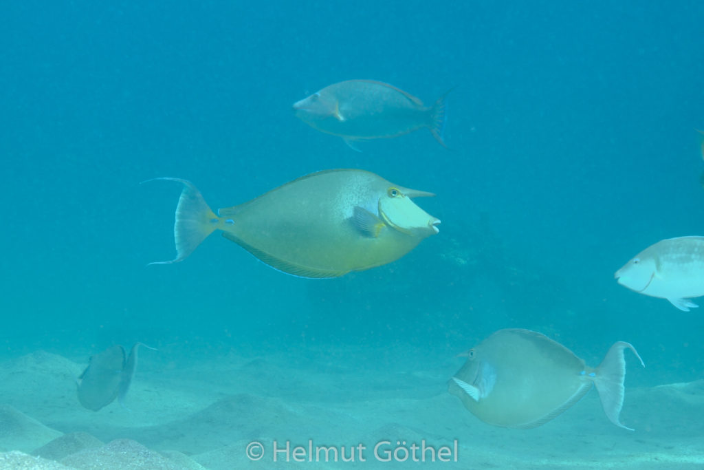 Naso Unicornis, Blauklingen-Nashorndoktorfisch, RMUBHaRisü_2012-08-18, DSC_0523.jpg