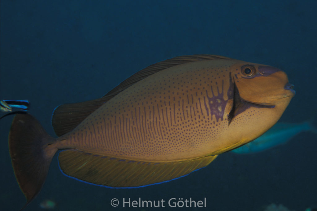 Naso vlamingii, Masken-Nashorndoktorfisch, Labroides dimidiatus, Gewöhnlicher Putzerfisch, 002, MalBaPaRe_1991-06.jpg