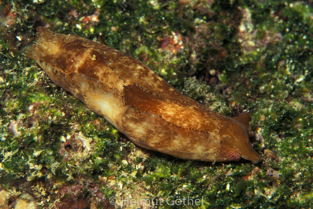 Navanax aenigmaticus, Kopfschildschnecke, 002,GalPlNo, nacht_1996-10.jpg