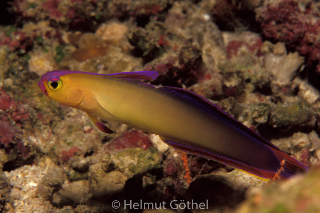 Nemateleotris decora, Schmuck-, Dekor-Schwertgrundel, 003, MalFeGi_1991-03.jpg