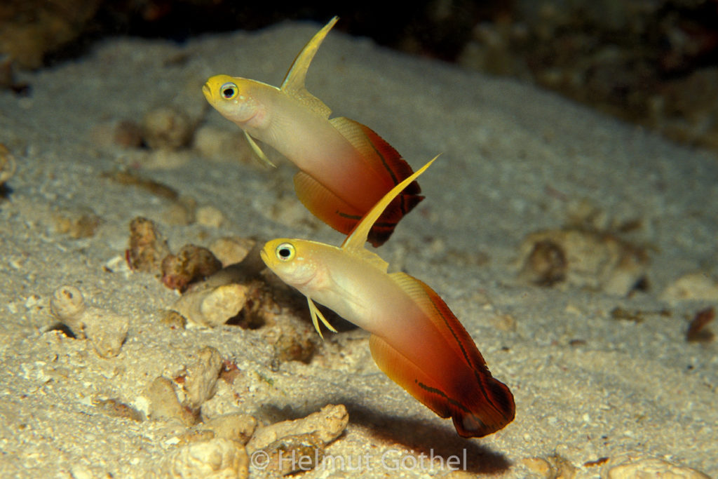 Nemateleotris magnifica, Pracht-. Feuer-Schwertgrundel, 006, MalEl_1990-06.jpg