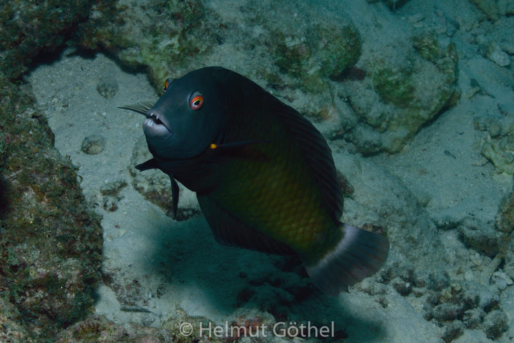 Novaculichthys taeniurus, Steinschieber-, Bäumchen-Lippfisch, adult, MalEmbHaRi78_2015-09-25, DSC_9853.jpg