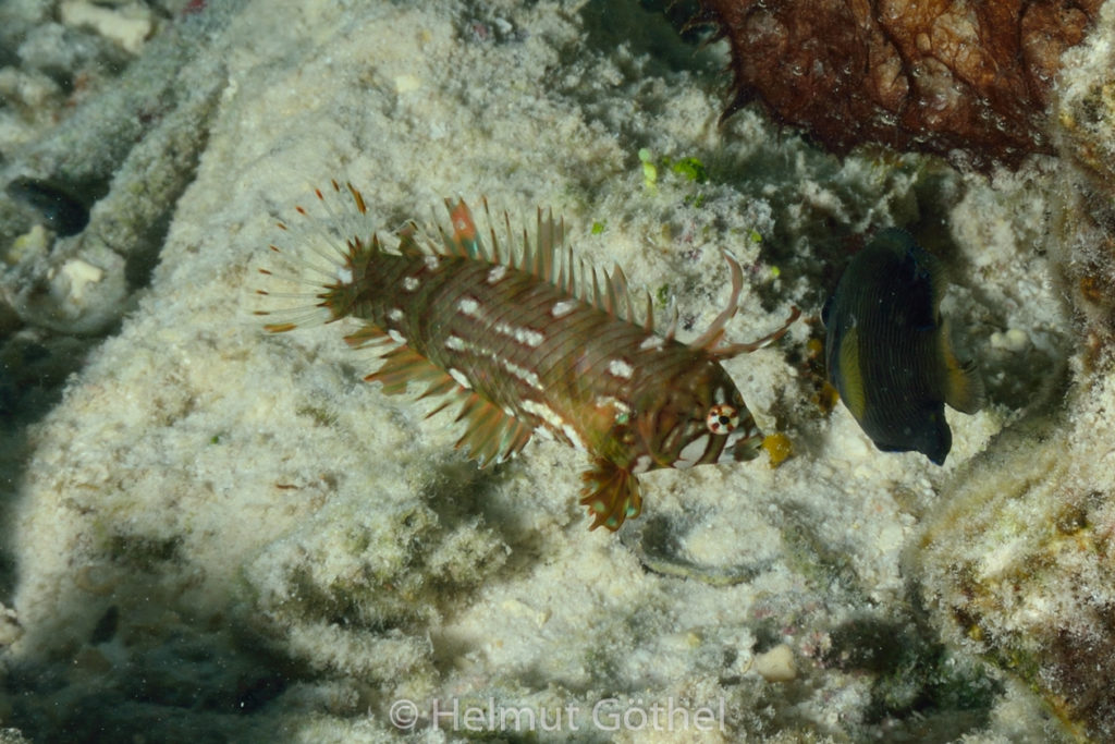 Novaculichthys taeniurus, Steinschieber-, Bäumchen-Lippfisch, juvenil, MalEmbHaRiLagSüSn_2015-09-24 Dämmerung, DSC_9594.jpg