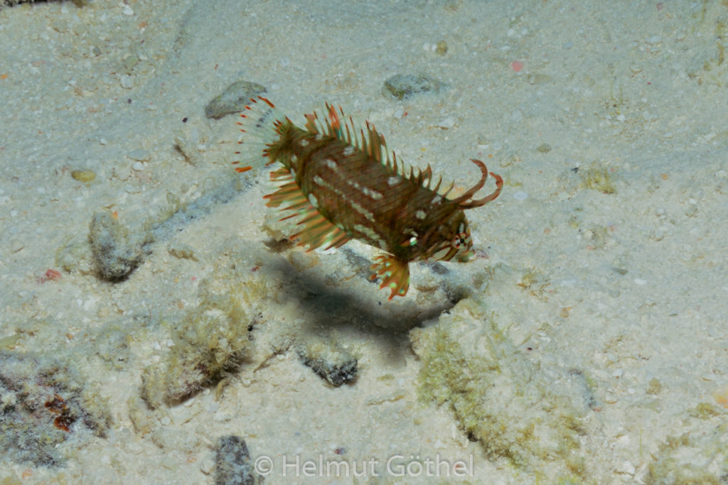 Novaculichthys taeniurus, Steinschieber-, Bäumchen-Lippfisch, juvenil, MalEmbHaRiLagSüSn_2015-09-24 Dämmerung, DSC_9602.jpg