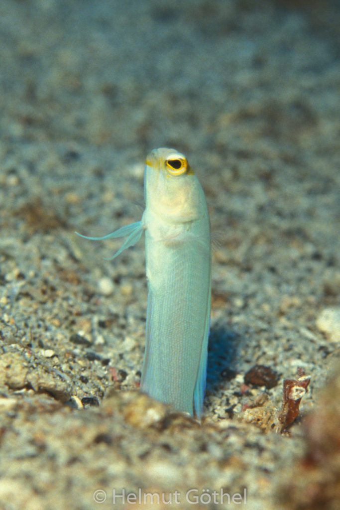 Opistognathus aurifrons, Goldstirn-Brunnenbauer, -Kieferfisch, 006, KarBe_1991-10.jpg