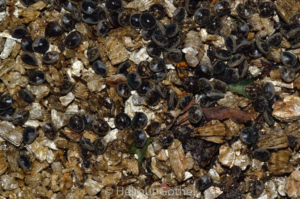 Oreophoetes peruana, Farnschrecke, Eier, DSC_1270.jpg