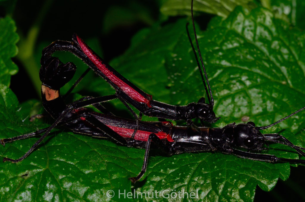 Orthomeria kangi -Benguet-, Männchen & Weibchen adult, Paarung, DSC_6761.jpg