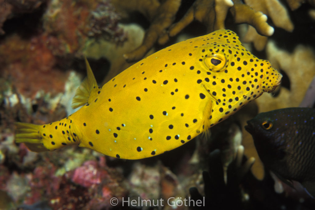 Ostracion cubicus, Gelbbrauner Kofferfisch, 05, MalElMeTi1991-07.jpg