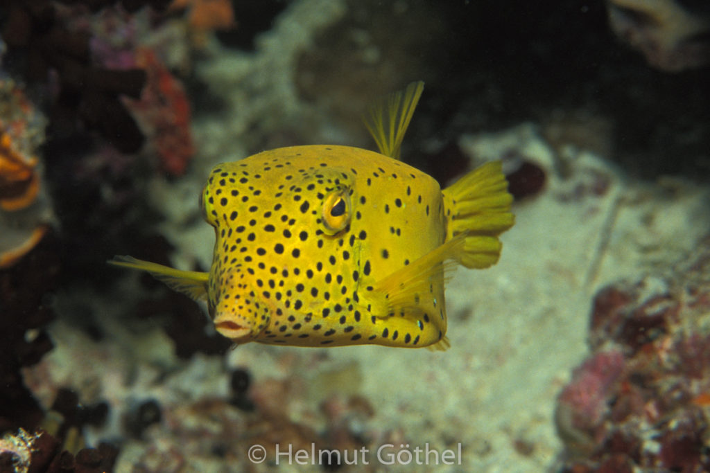 Ostracion cubicus, Gelbbrauner Kofferfisch, 14, MalElMeTi1991-07.jpg