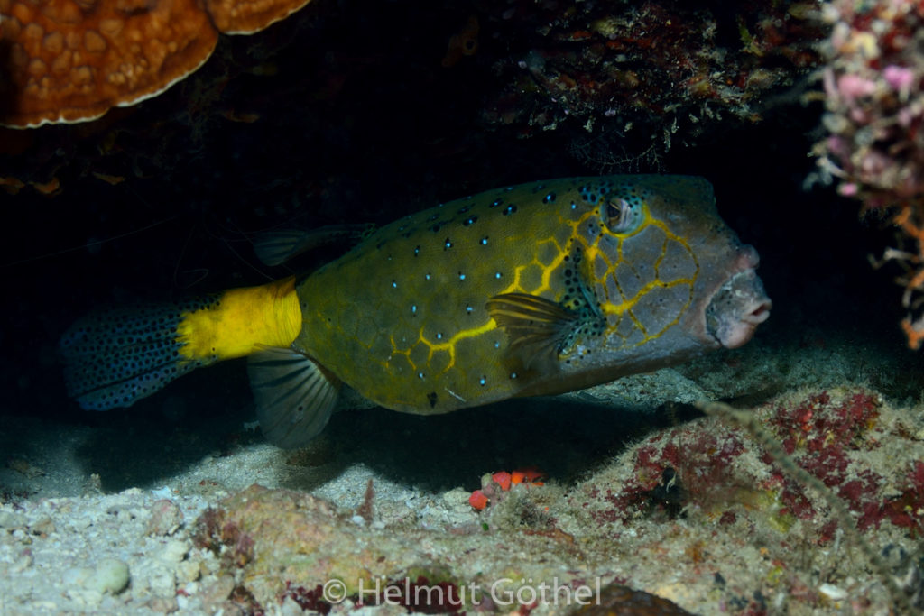 Ostracion cubicus, Gelbbrauner Kofferfisch, Männchen, MalEmbHaRi78_2015-09-22, DSC_9243.jpg