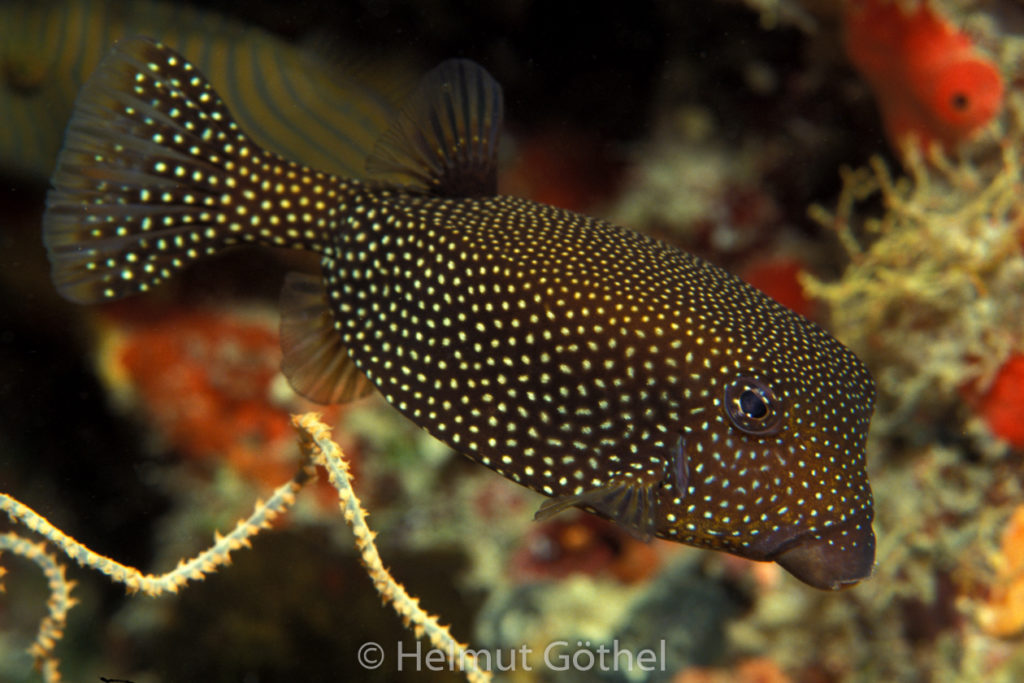 Ostracion meleagris, Gepunkteter Kofferfisch, Weibchen, 07, MalEl1992-06.jpg