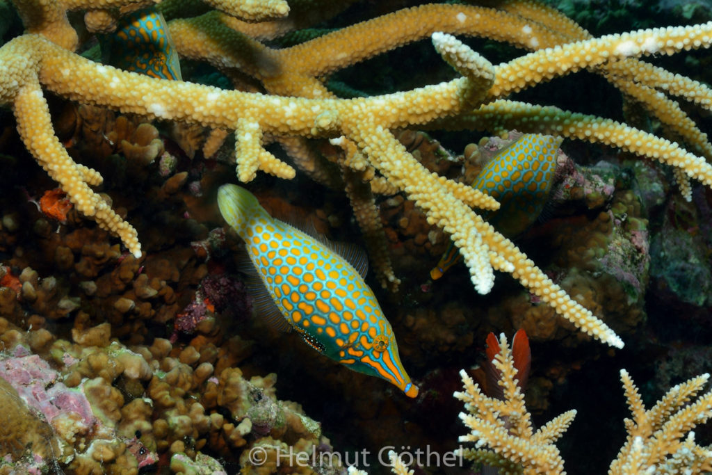 Oxymonacanthus longirostris, Indischer Harlekin-Feilenfisch, Langnasen-Palettenstachler, MalEmbHaRiCoGa_2015-09-26, DSC_0108.jpg