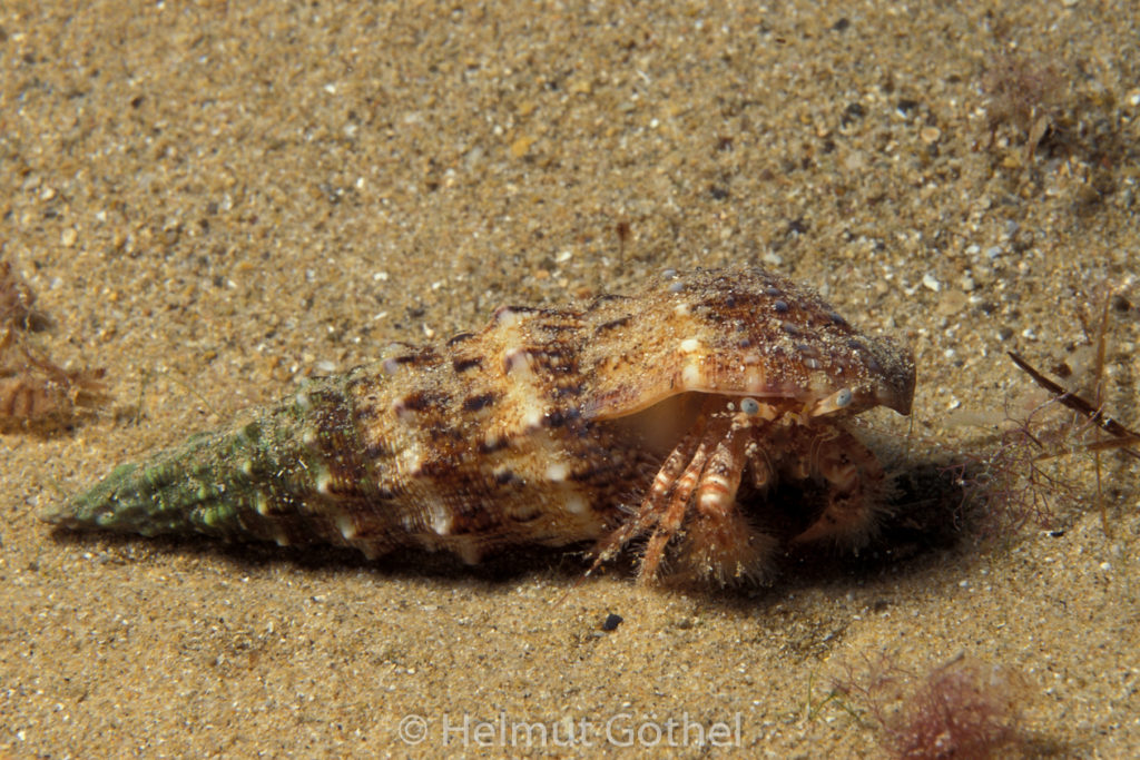 Pagurus cuanensis, Behaarter Einsiedler, (Cerithium vulgatum, Hornschnecke), 002, MiIbSaMiBe_1994-09.jpg