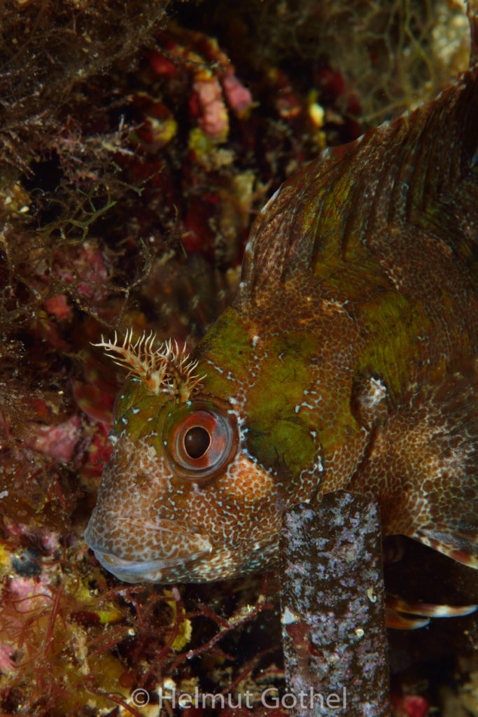 Parablennius gattorugine, Geweih-, Gestreifter Schleimfisch, MiEsTaBu_2016-09-09, DSC_1797.jpg