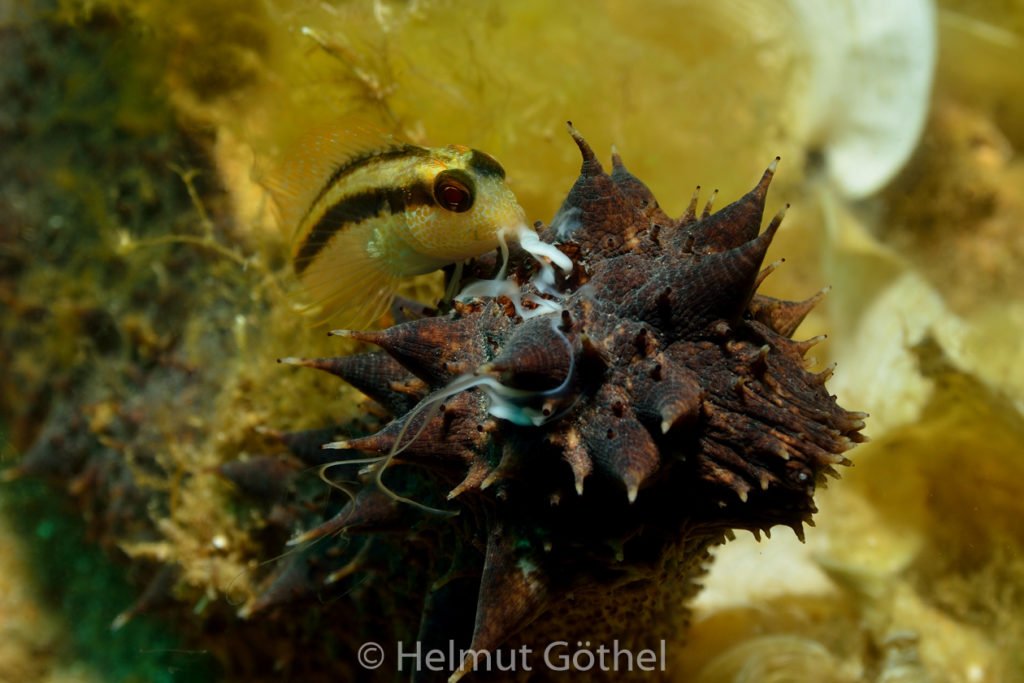 Parablennius pilicornis, Variabler Schleimfisch, Holothuria tubulosa, Röhrenseegurke, Männchen, Ablaichen, MiEsTaBu_2016-09-06, DSC_1576.jpg