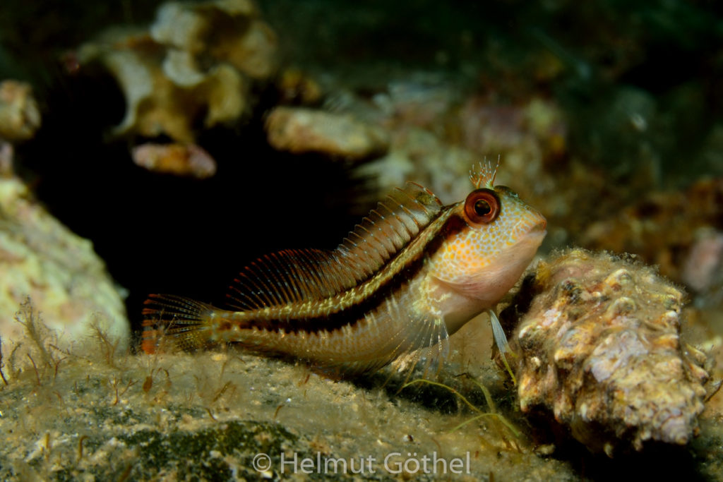 Parablennius pilicornis, Variabler Schleimfisch, MiEsTaBu_2016-08-30, DSC_0523.jpg