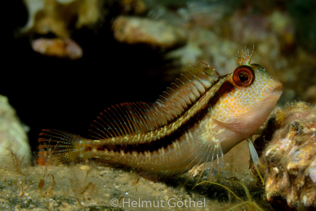 Parablennius pilicornis, Variabler Schleimfisch, MiEsTaBu_2016-08-30, DSC_0523, Datz.jpg