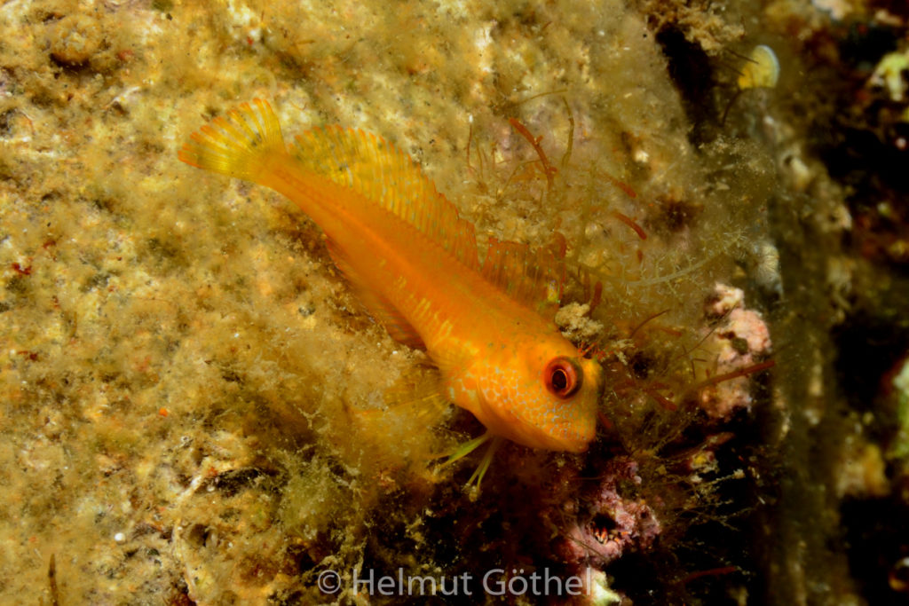 Parablennius pilicornis, Variabler Schleimfisch, MiEsTaBu_2016-09-03, DSC_1131.jpg