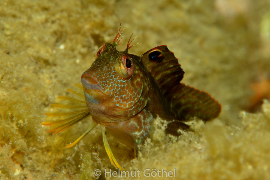 Parablennius pilicornis, Variabler Schleimfisch, MiEsTaBu_2016-09-09, DSC_1817.jpg