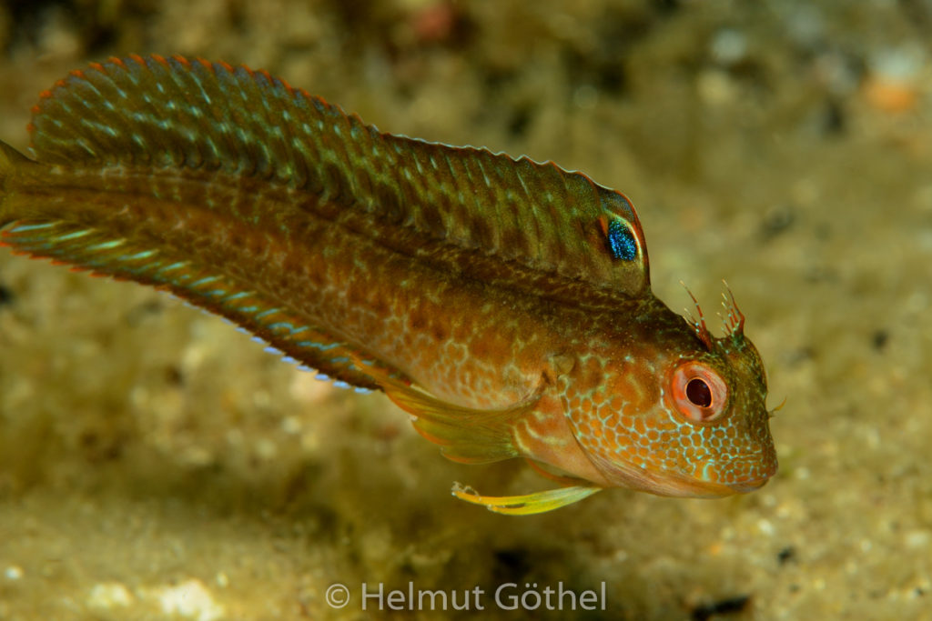 Parablennius pilicornis, Variabler Schleimfisch, MiEsTaBu_2016-09-09, DSC_1819.jpg