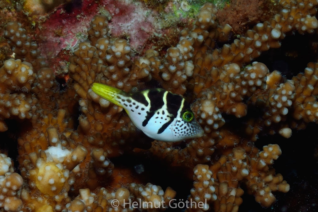 Paraluteres prionurus, Sattelflecken-Feilenfisch, MalEmbHaRiCoGa_2015-09-17 vorm, DSC_8563.jpg