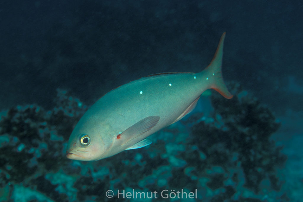 Paranthias colonus, Pazifischer Kreolenbarsch, 012, GalCodeDi_1996-06.jpg