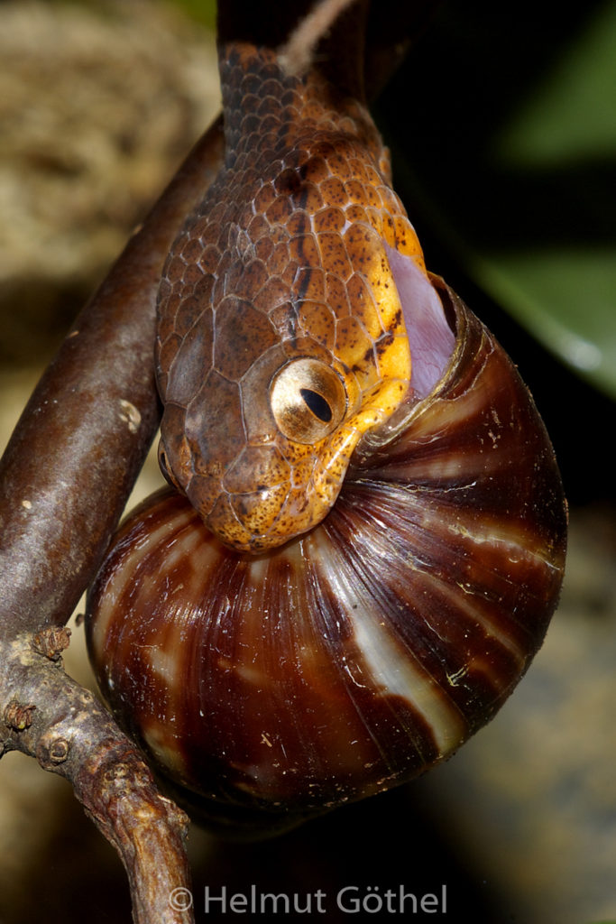 Pareas carinatus, Gekielte Schneckennatter, Nahrungsspezialist Schnecken_IGP0569.jpg