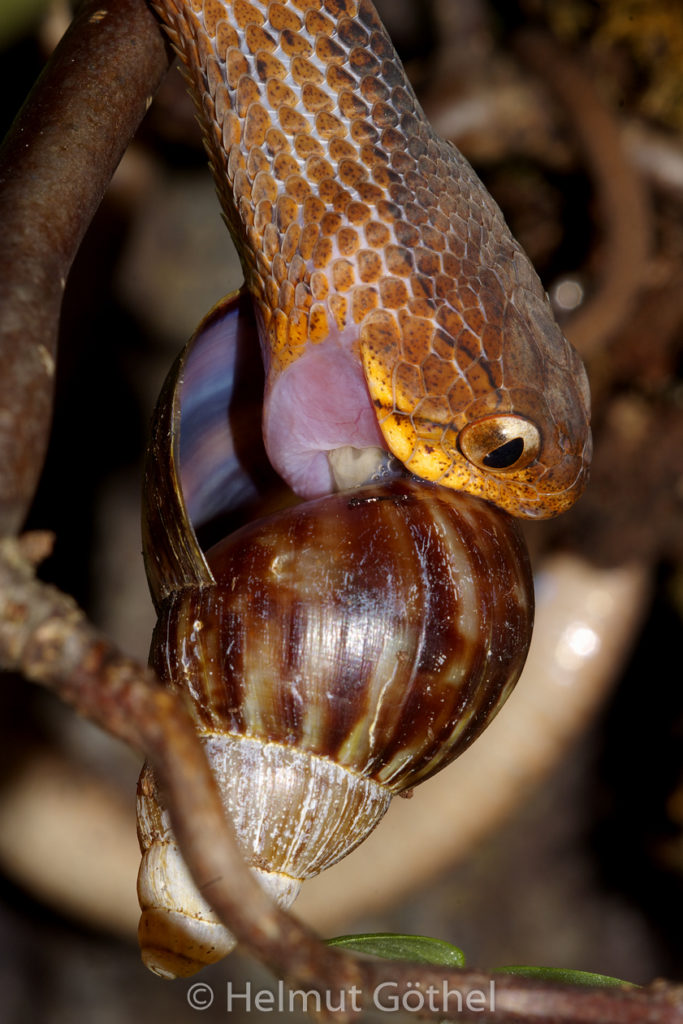 Pareas carinatus, Gekielte Schneckennatter, Nahrungsspezialist Schnecken_IGP0621.jpg