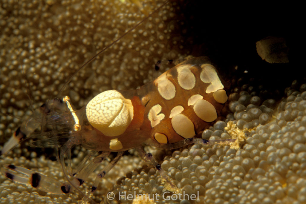 Periclimenes brevicarpalis, Anemonen-Partnergarnele, 004, KeWaBe_1992-02.jpg