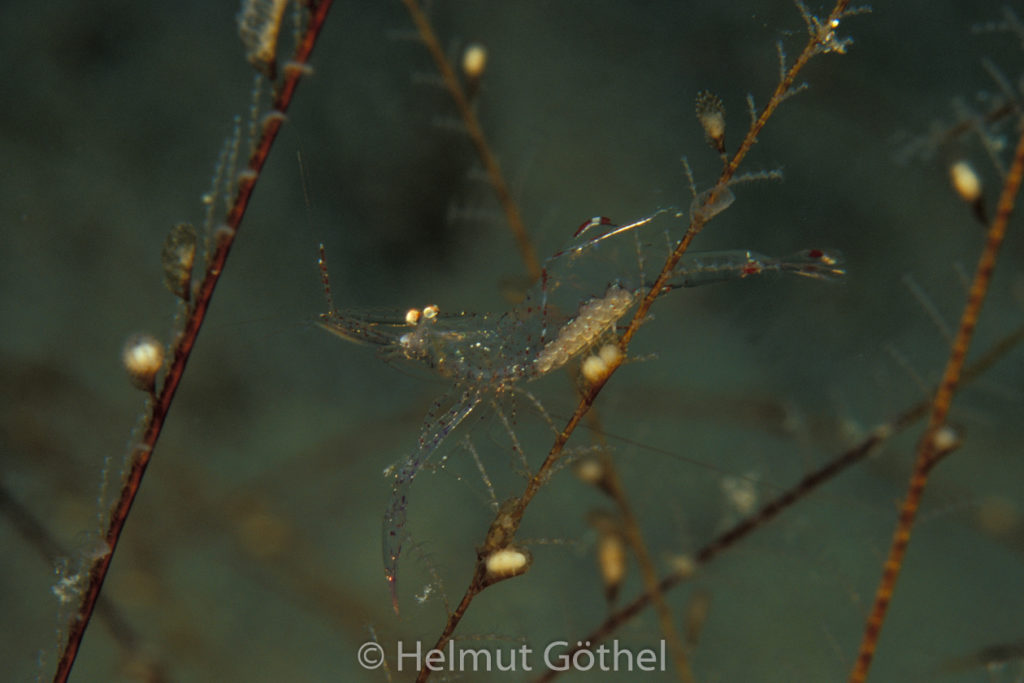 Periclimenes scriptus, Weibchen mit Eiern, auf Nemertensia antennina, Antennen-Hydrozoe, 01, MiIbSaMiIsMuKap_2000-10.jpg