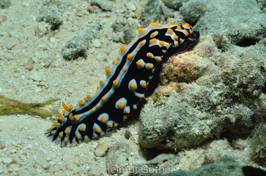 Phyllidia varicosa, Variable Warzenschnecke, MalEmbHaRiJe_2015-09-18, DSC_8802.jpg