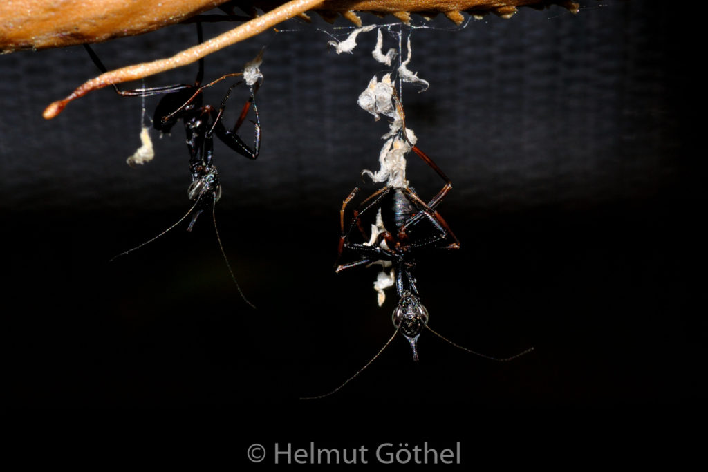 Phyllocrania paradoxa, Geistermantis, Verdorrtes Blatt, Nymphe, Schlupf, DSC_0005.jpg