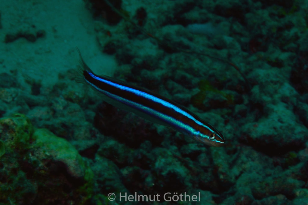 Plagiotremus rhinorhynchus, Blaustreifen-Säbelzahnschleimfisch, MalEmbHaRiJe_2015-09-18, DSC_8824.jpg