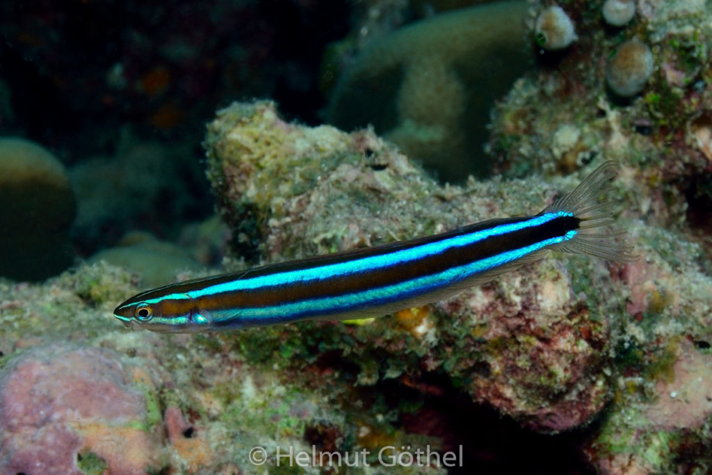 Plagiotremus rhinorhynchus, Blaustreifen-Säbelzahnschleimfisch, MalEmbHaRiJe_2015-09-18, DSC_8888.jpg