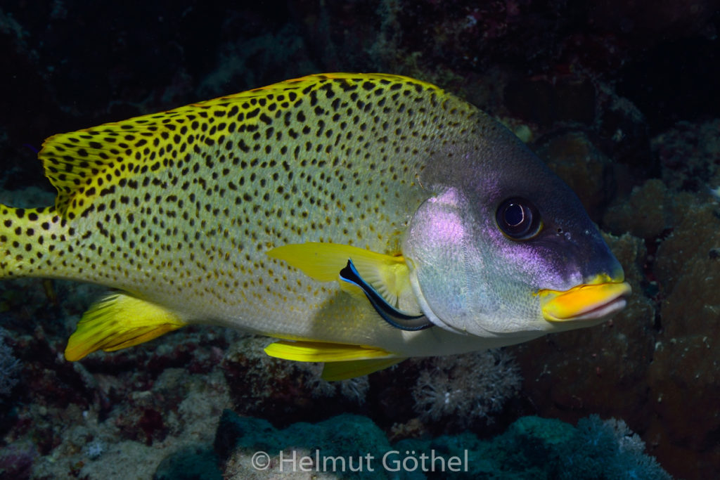 Plectorhinchus gaterinus + Labroides dimidiatus, Schwarzgepunktete Süßlippe + Gewöhnlicher Putzerfisch, RMCoBeMaSh_2013-07-04, DSC_3869.jpg