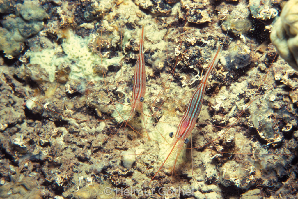 Pleisionika narval, Einhorngarnele, 06, MiIbMuGrHö1986-10.jpg