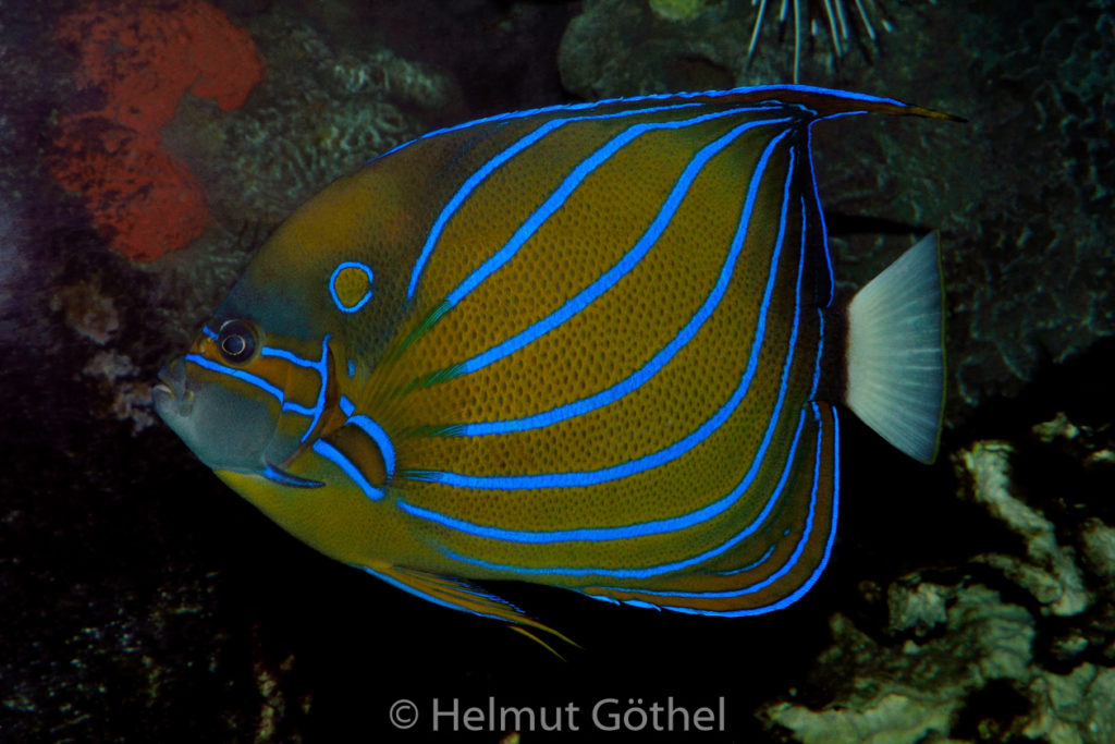 Pomacanthus annularis, Ring-Kaiserfisch, ZoAqBer_2014-11-19, DSC_6783.jpg
