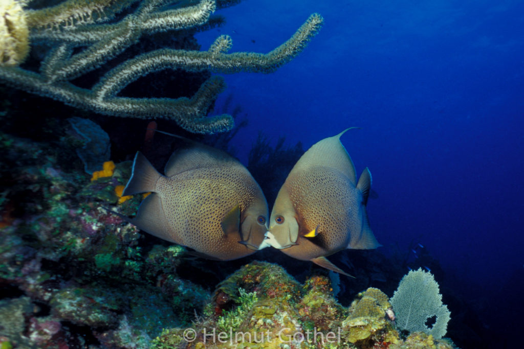 Pomacanthus arcuatus, Grauer Kaiserfisch, 026, KarRoa_2001-07.jpg