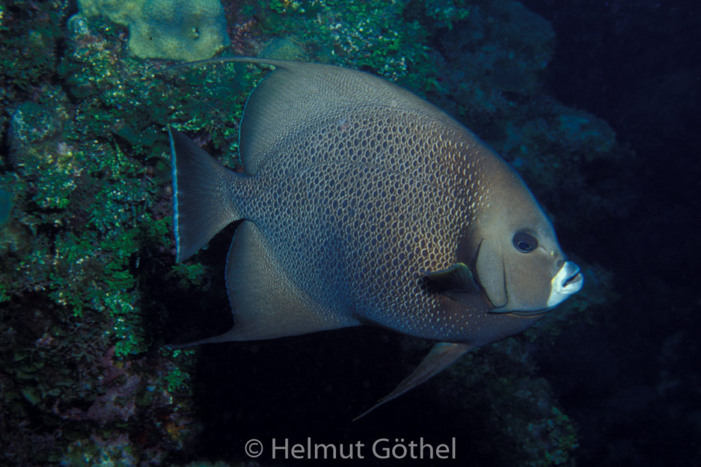 Pomacanthus arcuatus, Grauer Kaiserfisch, 027, KarRoa_2001-07.jpg