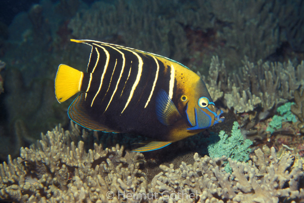 Pomacanthus chrysurus, Gelbschwanz-Kaiserfisch, 002, Kenia, Watamu, 1992-02.jpg