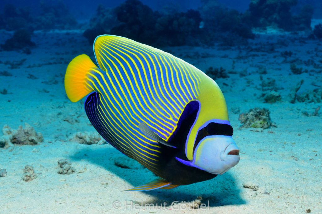 Pomacanthus imperator, Imperator-Kaiserfisch, RMCoBeShMaAl_2014-07-03, vorm, DSC_6286.jpg