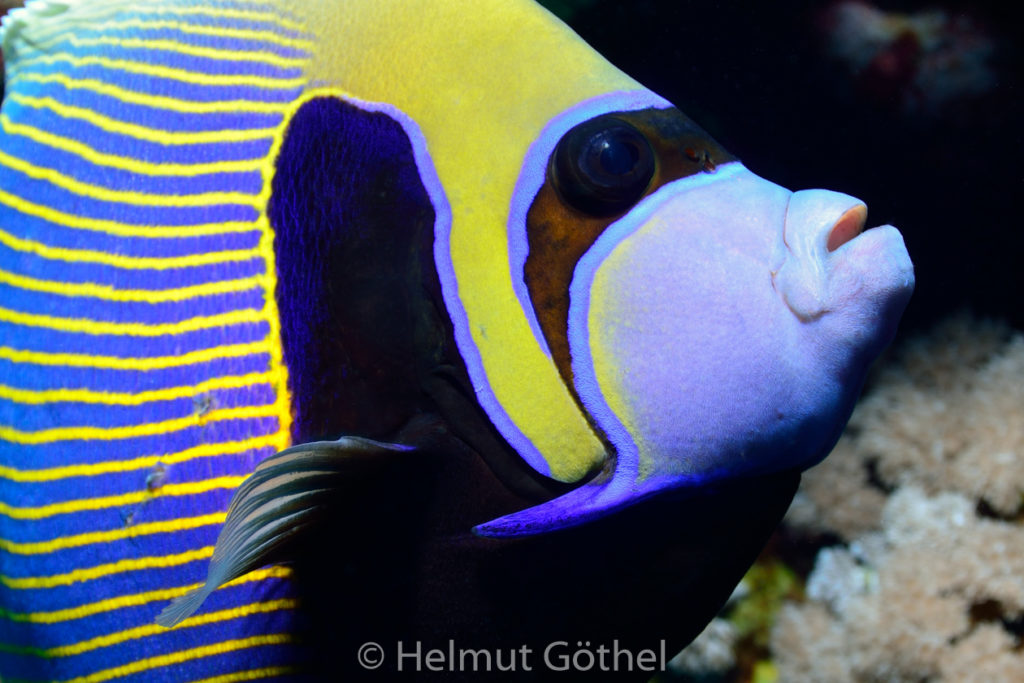 Pomacanthus imperator, Imperator-Kaiserfisch, RMCoBeShMaAl_2014-07-03, vorm, DSC_6297.jpg