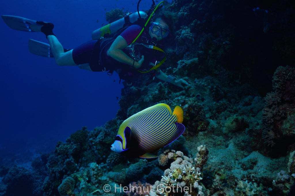 Pomacanthus imperator, Imperator-Kaiserfisch, Silvia, RMCoBeShMaAl_2014-07-03, vorm, DSC_6303.jpg